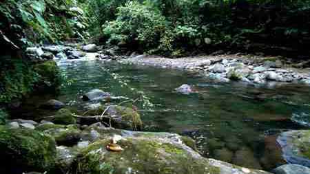 Natur in Costa Rica nahe am Braulio Carillo NP