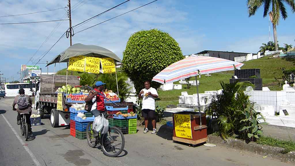 Fruchtstand in San José