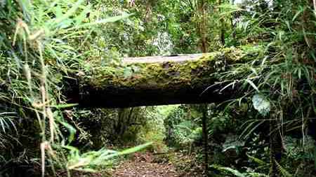 Urwald im Nationalpark in Costa Rica