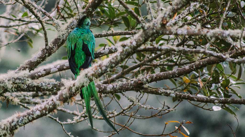 Tapanti Nationalpark in Costa Rica