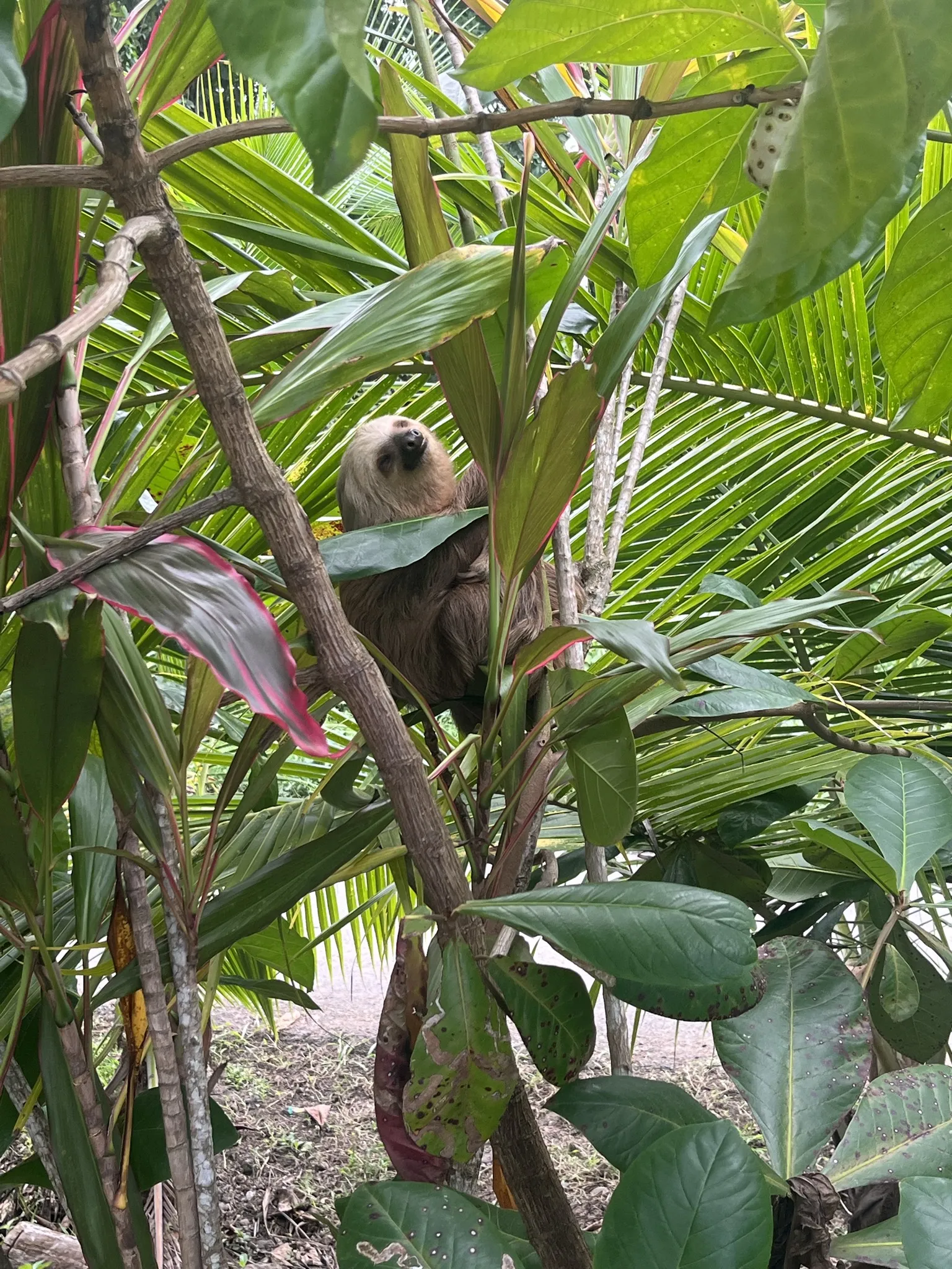 Oso Perezoso en el Parque Nacional Cahuita